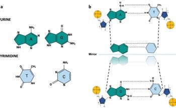 DNA as a Quantum Computer: Insights from Quantum Physics