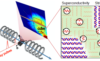 Short-Range CDW Correlations Boost Superconductivity in Cuprates