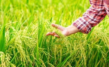Quantum Model Boosts Rice Yield Forecasts