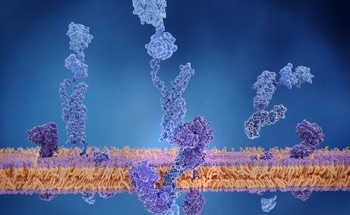 Quantum Interactions Boost Photoprotection in Proteins