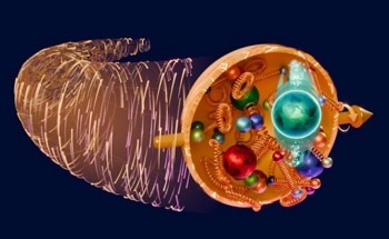 New Insights into Quark Dynamics Within Protons