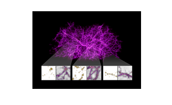 Researchers Map Dark Matter Using Slime Mold Algorithm