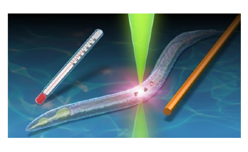 New Quantum Thermometer Senses “Fever” in Live, Microscopic Animals